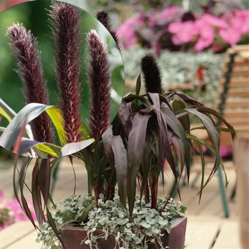Pennisetum glaucum 'Purple Baron' - Neegri-hiidhirss 'Purple Baron' P9/0,55L